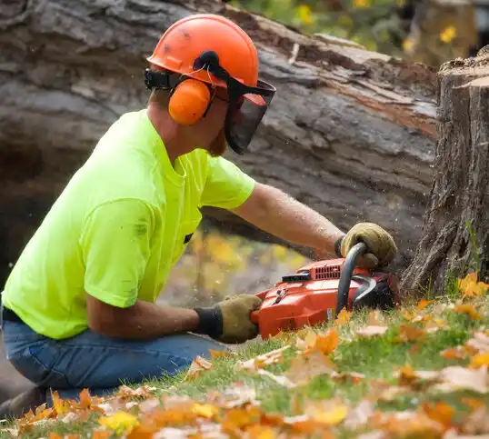 tree services Washington Heights